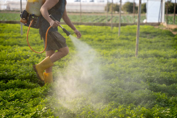 Insect Control in Yerington, NV