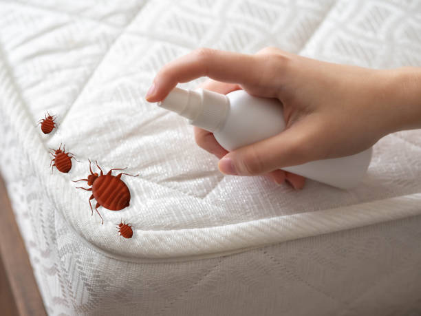 Best Affordable Pest Control Services  in Yerington, NV